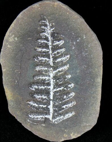 Million Year Old Fern Fossil - Illinois #21107